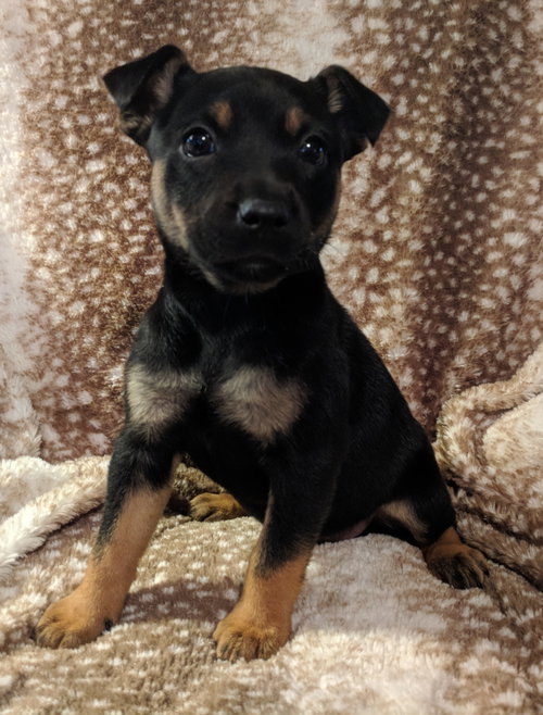 Cocoa