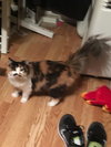 Kit