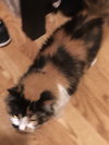 Kit