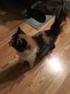 Kit