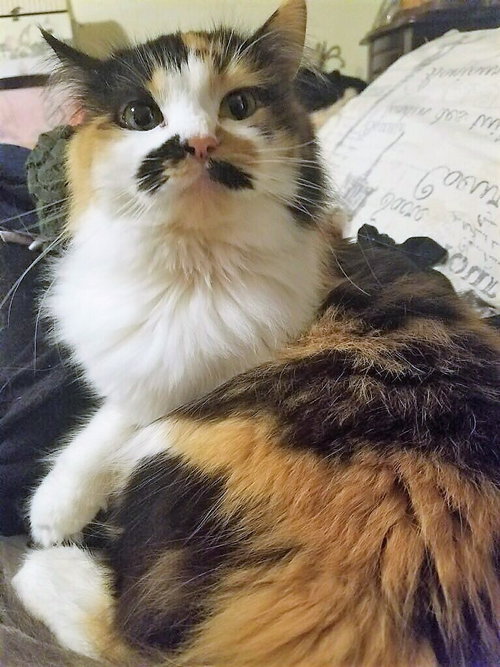 Kit