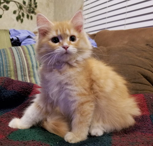 Fiona