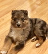 Samson