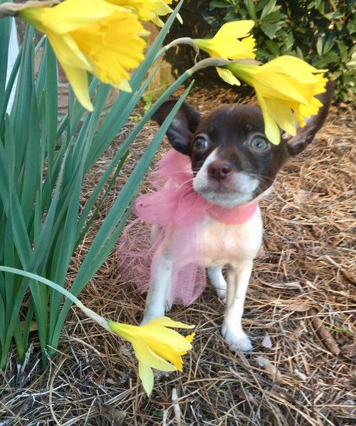 Poppy