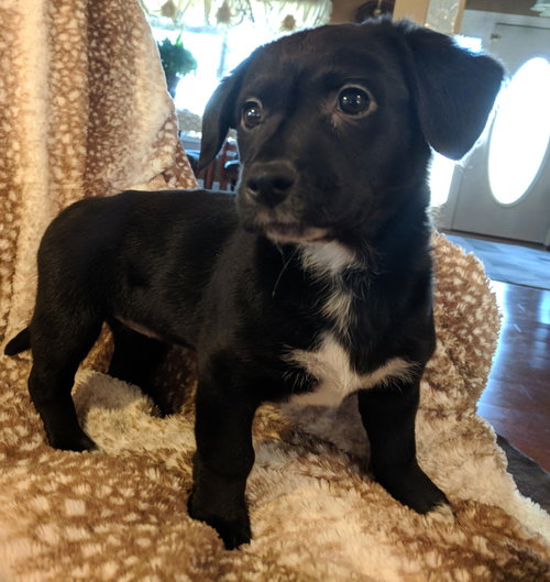 CoCo