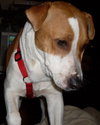 Bailey