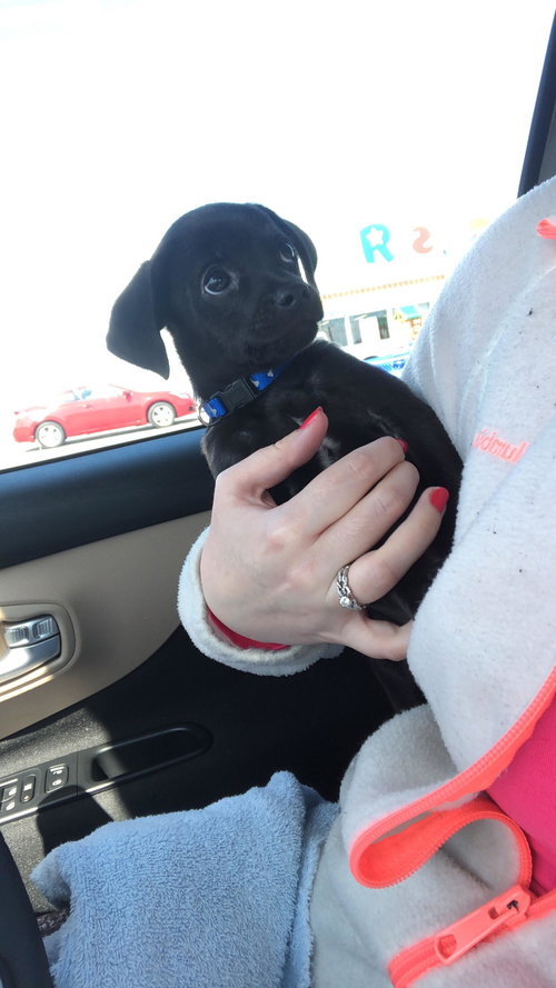 Licorice
