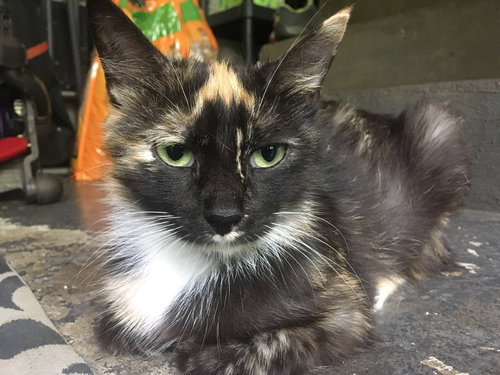 Olive