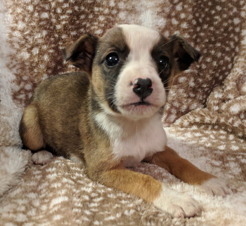 Scout