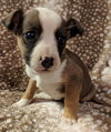Scout