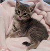Kitsy