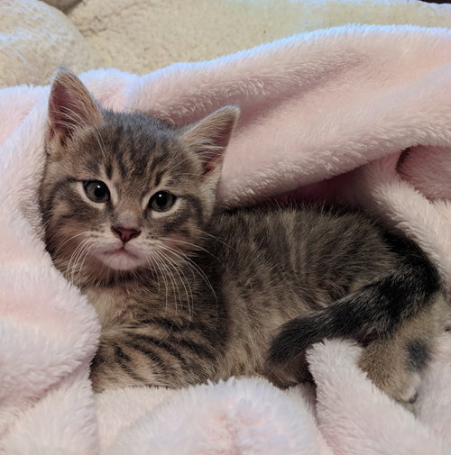 Kitsy