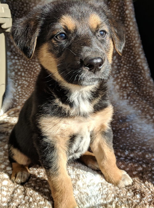 Freya