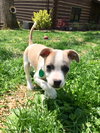 Sam