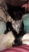 Banjo