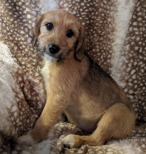 Chloe