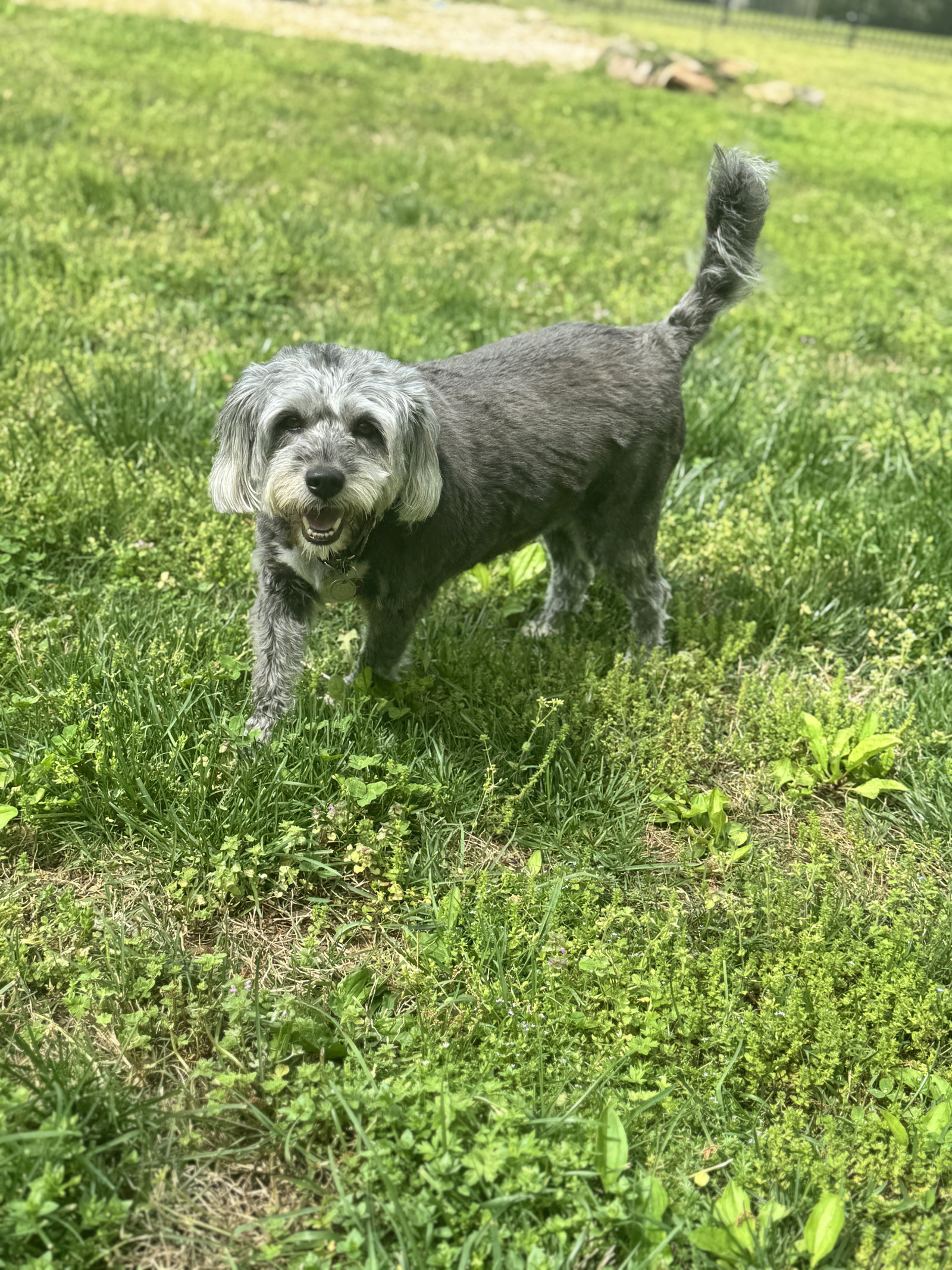 Darla