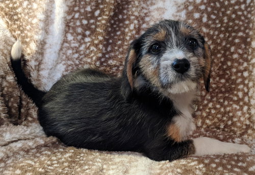 Darby