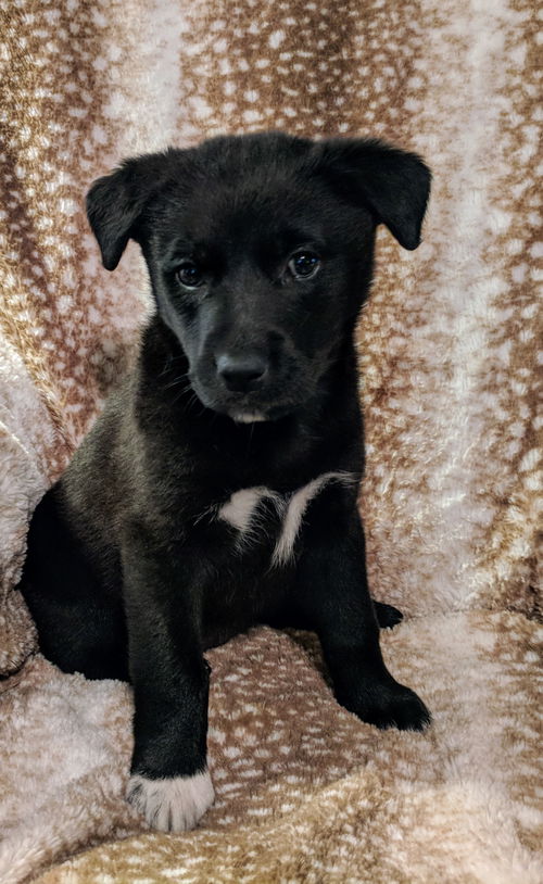 Sadie
