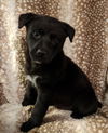 Sadie