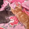 Ophelia & Fireball