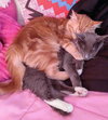 Fireball & Ophelia