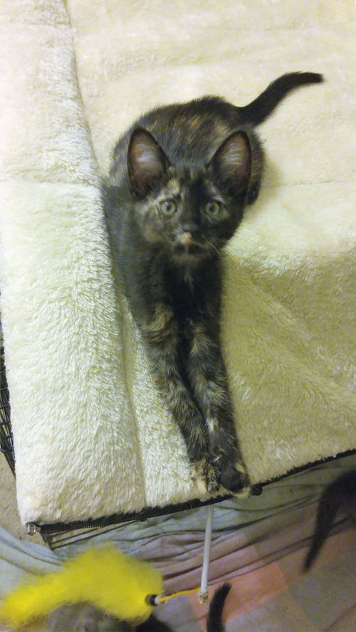 Willow