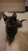 Willow