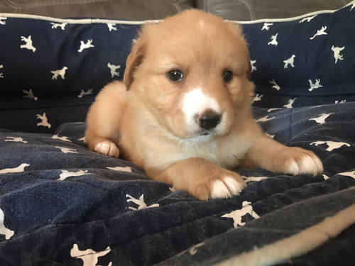 Baxter