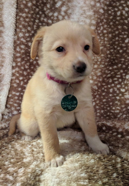 Lucy