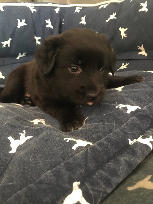 HAZEL