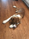 Bella Ann