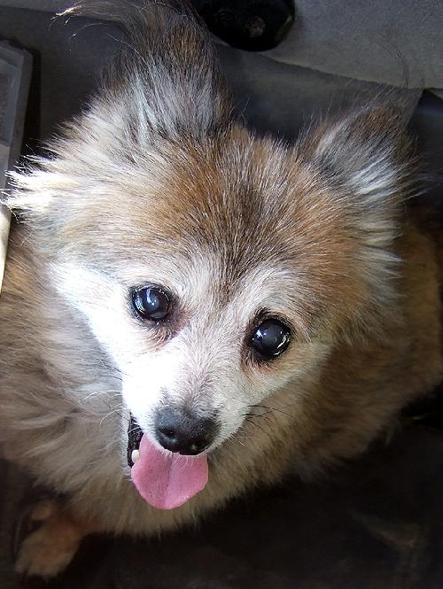Gracie
