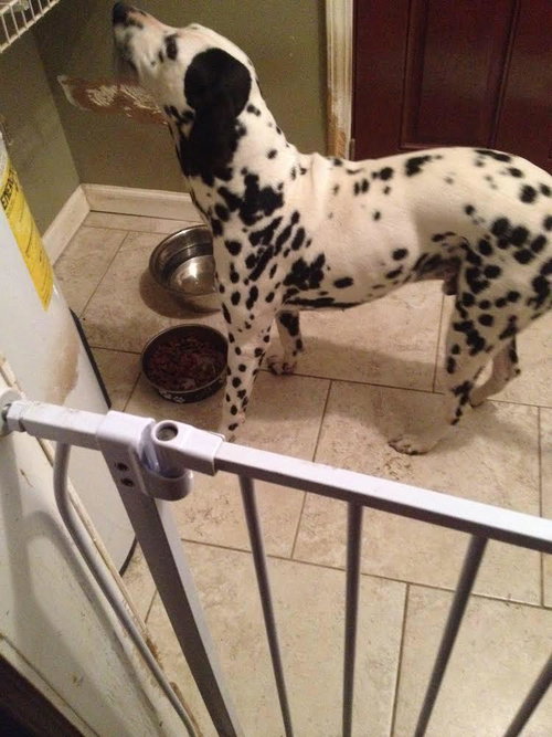 Pongo
