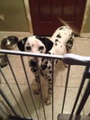 Pongo
