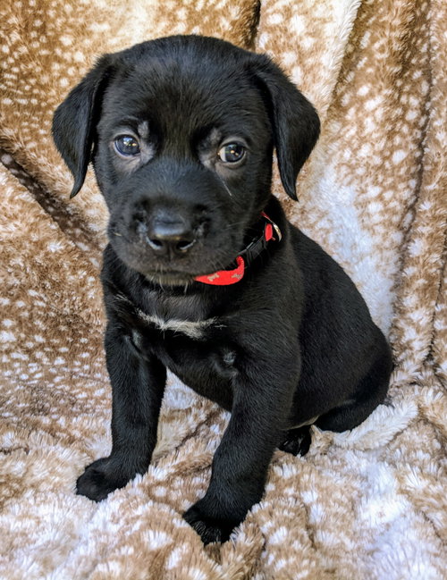Tucker Bo