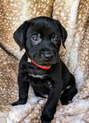 Tucker Bo