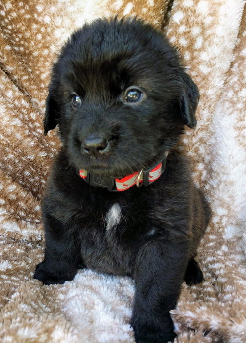 Koda