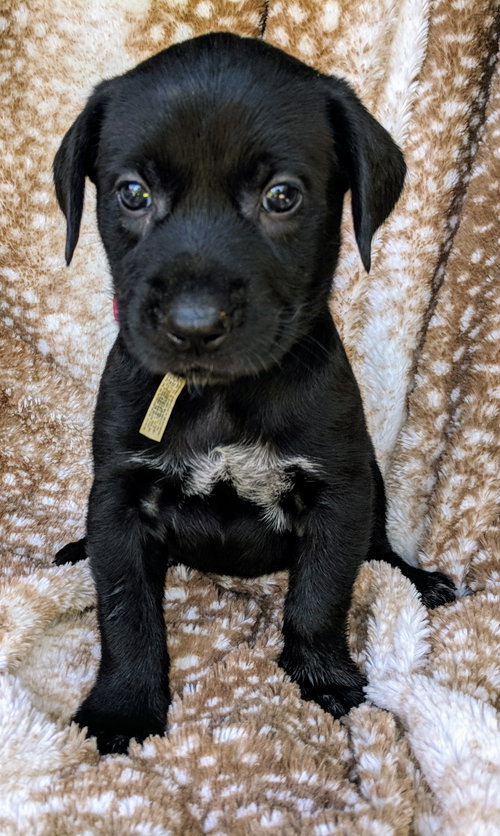 Pippa