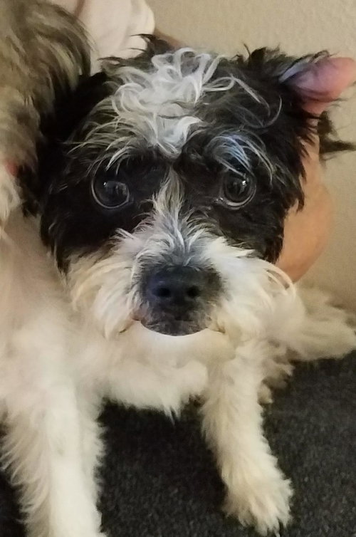 Millie