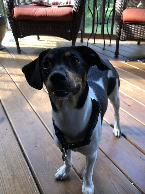 Gracie