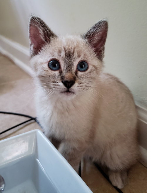 Jasmine