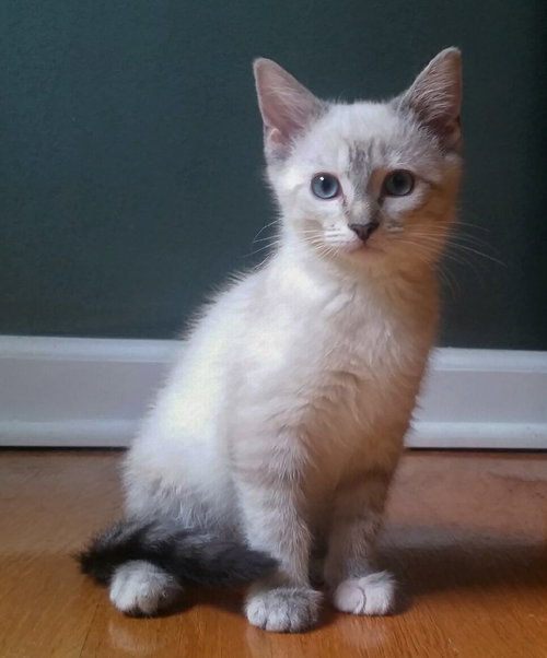 Jade