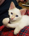Jasper