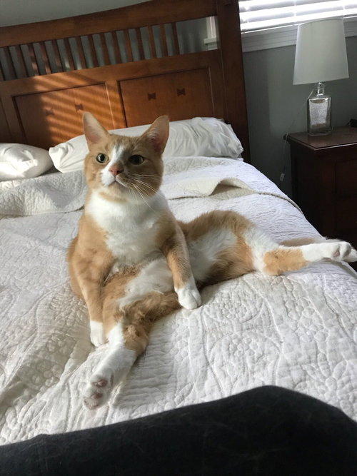 Tippy
