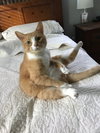 Tippy