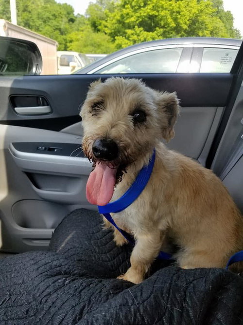 Scottie