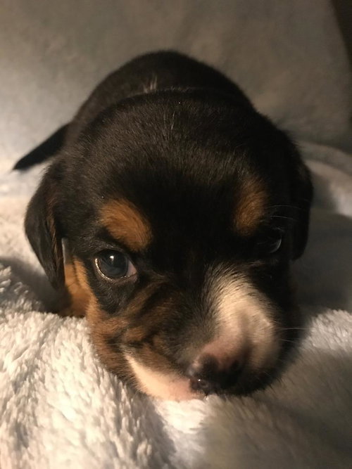 Linus