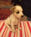 Dixie