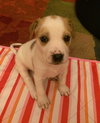 Dixie